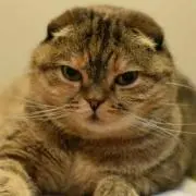 なつの画像