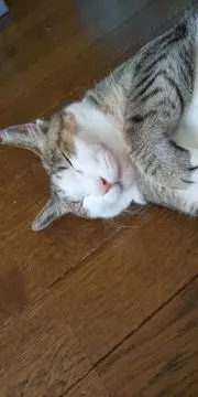 にゃろ太の画像