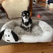 アミーの画像
