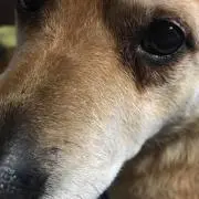 あかの画像