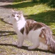 まつり