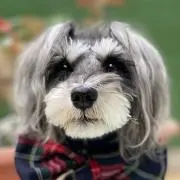 neco（プロフ必読）の画像
