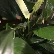 どんとこいの画像