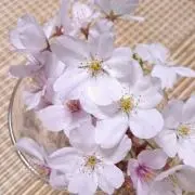 Haru