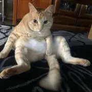 ルカの画像