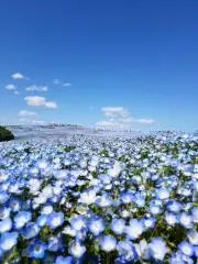 ☆Flower☆プロフ読んでください☆の画像
