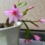 ピーチママの画像