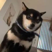 ハルの画像