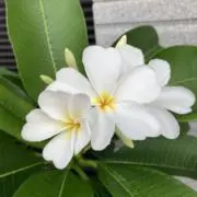 Keiの画像