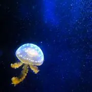 ざらめ煎餅