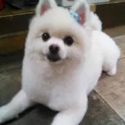 ゆせ
