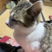 にゃんの画像