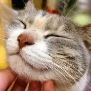 Rの画像
