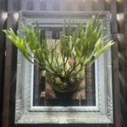 ロコの画像