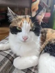 ミーちゃん