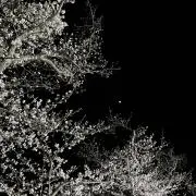 いちごの画像