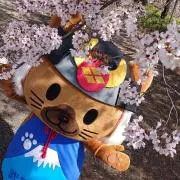 だいふくの画像