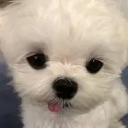 ミノイの画像