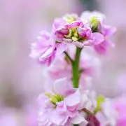 たま