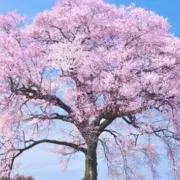 ★同期の桜★