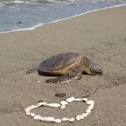 なおの画像