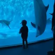 マーの画像