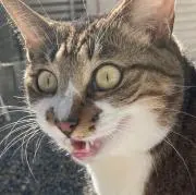 すーさんの画像