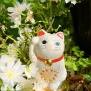 KIMMI