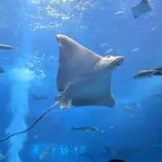 momoの画像