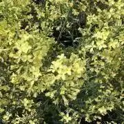 三菱 昭和レトロ鉛筆 かきかたB 1ダースセット いぬ - メルカリ