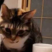 みかんの画像