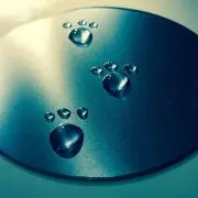 サクライの画像