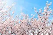 springの画像