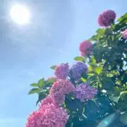 琴音@自己紹介欄お読み下さいの画像