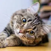 どーなつさん　プロフをご覧下さい☺の画像