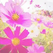 コスモスの画像
