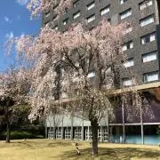 Image of しん
