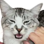 ぴすてぃーのの画像