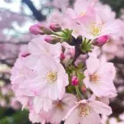 桜李の画像