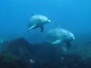 ひまひま
