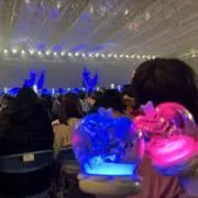 コアラの画像