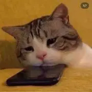 ^._.^