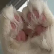 けもじゃт  ̫ тの画像