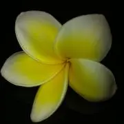 cnjp009