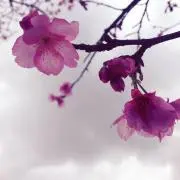 ゆき