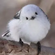 かすみの画像