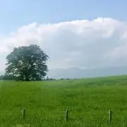 mavilereの画像