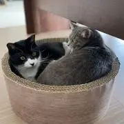 m.m