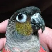 やまちゃん
