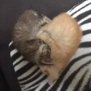 のりぴぃ